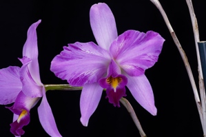 Laelia anceps var. striata Four Feathers AM/AOS 82 pts.